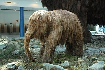 Model mláděte mamuta v životní velikosti je spolu s dospělým samcem ústředním prvkem stálé expozice Moravského zemského muzea v pavilonu Anthropos.