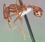 Aphaenogaster cockerelli casent0005723 perfil 1.jpg