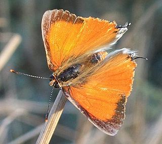 <i>Deudorix dinochares</i> Species of butterfly