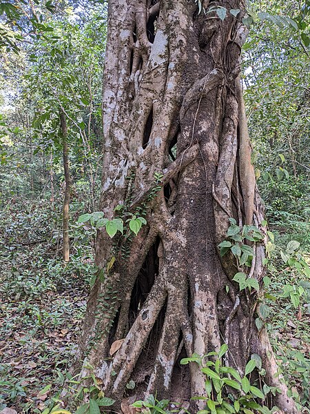 File:Aralam Wildlife Sanctuary during Annual Butterfly Survey 2022 (117).jpg