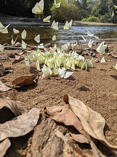 File:Aralam Wildlife Sanctuary during Annual Butterfly Survey 2022 (217).jpg