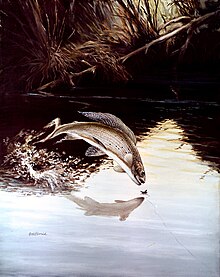 Arctic grayling (Thymallus arcticus) leaping for a fly fisherman's bait. Research going back to the 1950s has shown both male and female graylings exhibit homosexual behavior. Arctic Grayling.jpg