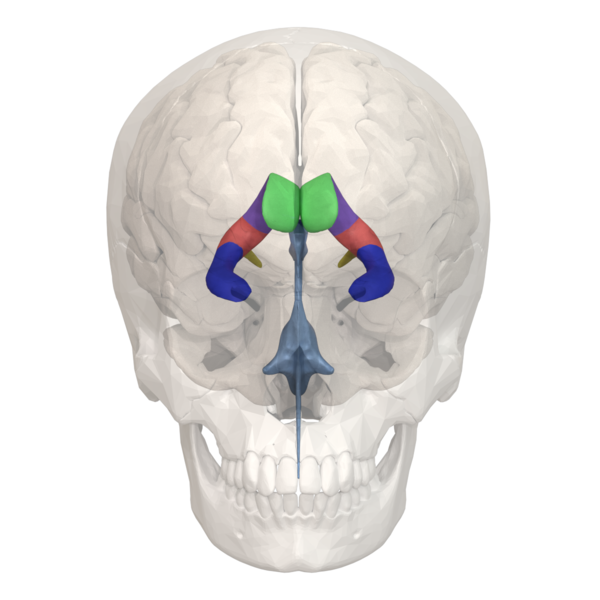 File:Areas of Lateral ventricle - 01.png