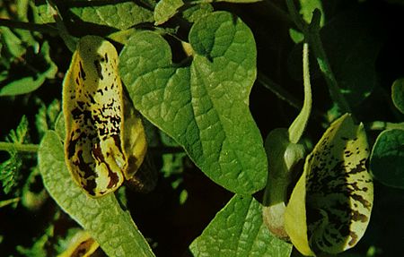 Aristolochia poecilantha.jpg