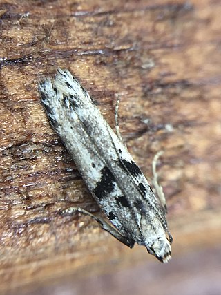 <i>Aristotelia paradesma</i> Species of moth endemic to New Zealand