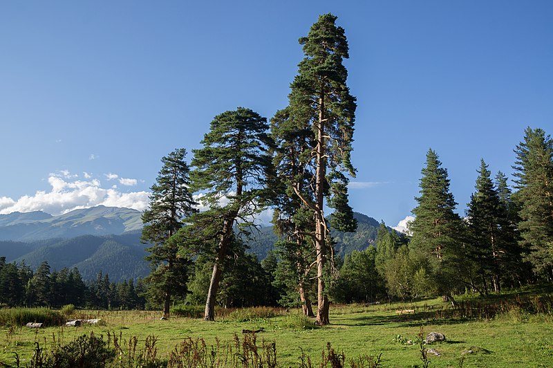 File:Arkhyz, Karachay-Cherkessia, Taulu, Trees 2.jpg