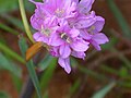 Armeria genesiana