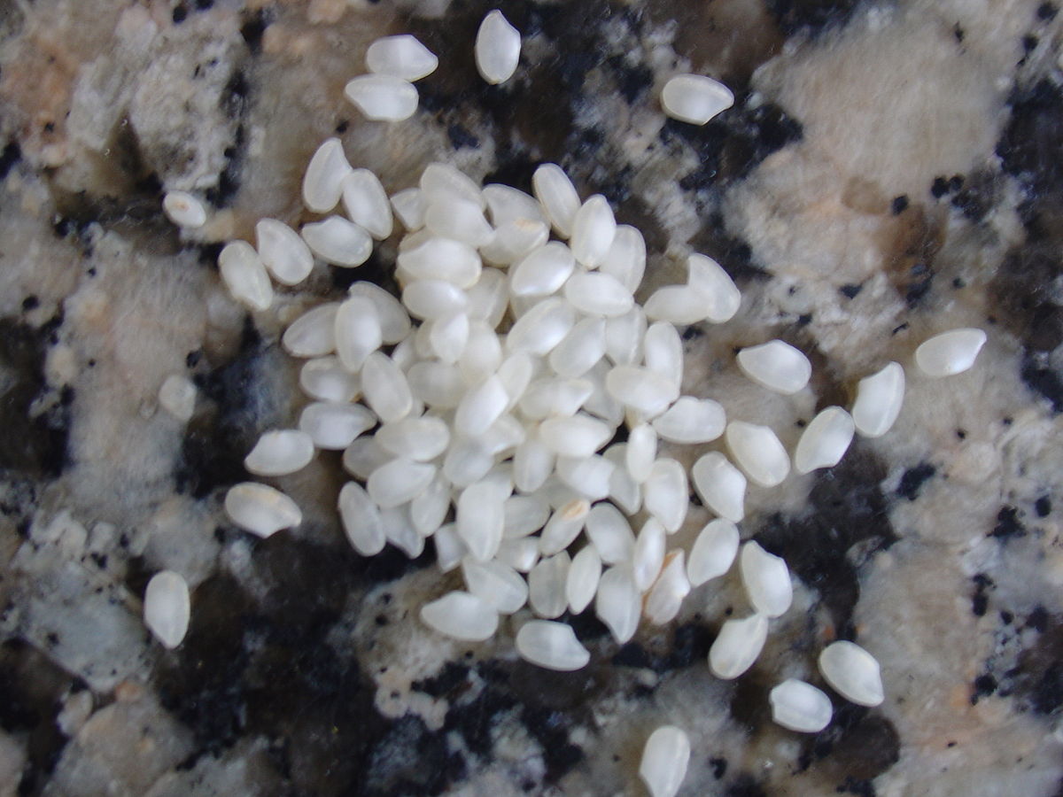 Bomba rice - Wikipedia