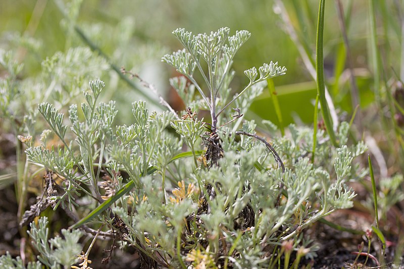 File:Artemisia maritima.1.jpg