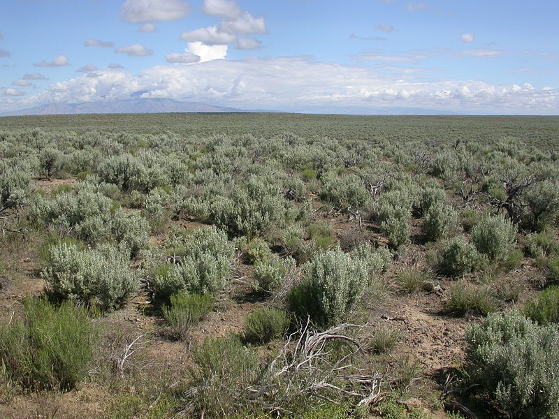 File:Artemisia tridentata wyomingensis (4045096349).jpg