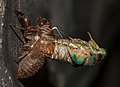 * Nomination Arunta perulata female cicada emerging from its nymph --99of9 05:35, 31 January 2014 (UTC) * Promotion  Support QI & Useful --Archaeodontosaurus 06:15, 31 January 2014 (UTC)