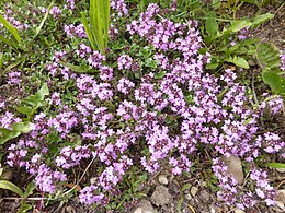 Keturbriaunis čiobrelis (Thymus pulegioides)