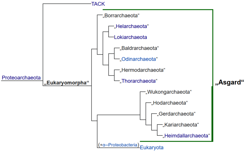 Ungefähre phylogenetische Beziehungen der Mitglieder der Asgard-Archaeengruppe nach Eme (2017), Williams (2019), Liu (2020) et al. Nach Caceres (2019) sollten sich noch die Idunnarchaeota zur Klade aus Heimdall- und Kariarchaeota hinzugesellen.