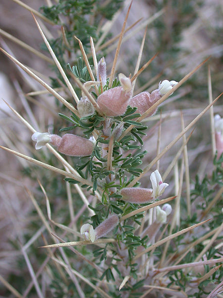 صورة:Astragalus spinosus 1.JPG