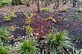 * Nomination Cornus alba 'Siberian Pearls' at Dunham Massey Hall gardens --Mike Peel 03:54, 3 July 2024 (UTC) * Promotion  Support Good quality.--Tournasol7 04:09, 3 July 2024 (UTC)