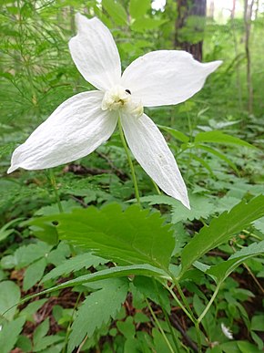 Atragene sibirica (kukka) .jpg -kuvan kuvaus.