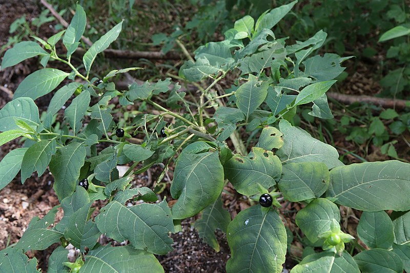 File:Atropa belladonna on Via Bavarica Tyrolensis near Aying.JPG