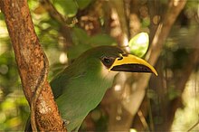 At Belize Zoo (nominate group) Aulacorhynchus prasinus -Belize Zoo -upper body-8a.jpg