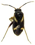 Miniatura para Leucophoropterini