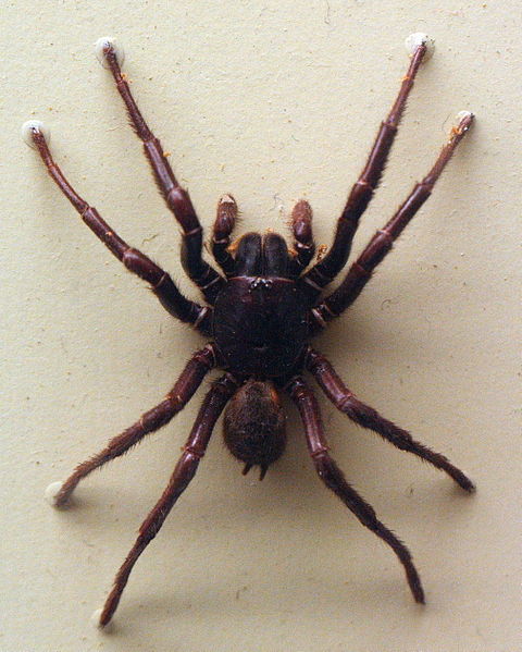 File:AustralianMuseum spider specimen 10.JPG