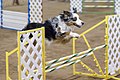 Australian Shepherd