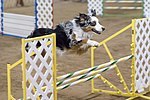 Pienoiskuva sivulle Agility