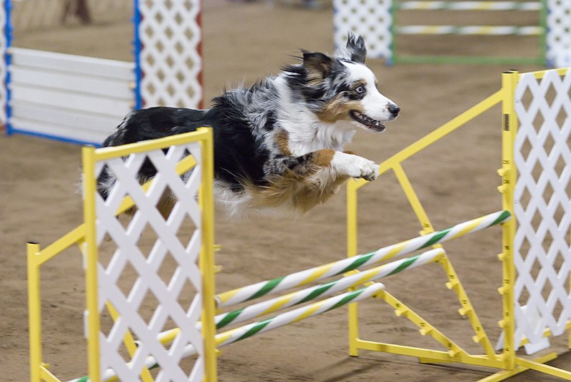 File:Australian Shepherd blue merle agility.jpg