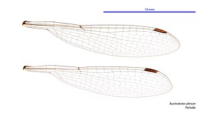 Austrolestes aleison female wings (34018138463).jpg