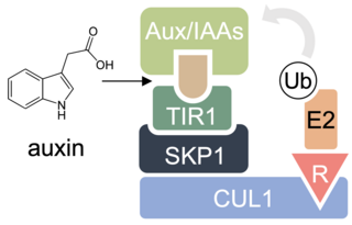 <span class="mw-page-title-main">Molecular glue</span> Class of chemical compounds