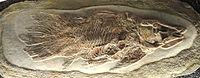 Axelrodichthys araripensis - Naturmuseum Senckenberg - DSC02202.JPG