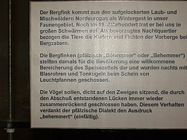 Infotafel zur Jagd auf Bergfinken