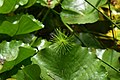 Français : Plante dans les jardins de Balata en Martinique.