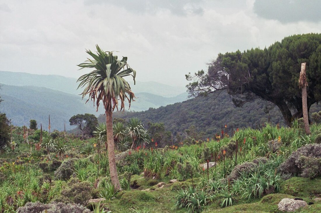 Montagne di Bale