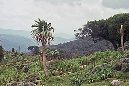 Montagnes dans la région de Balé.