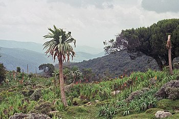 Bale Mountains National Park