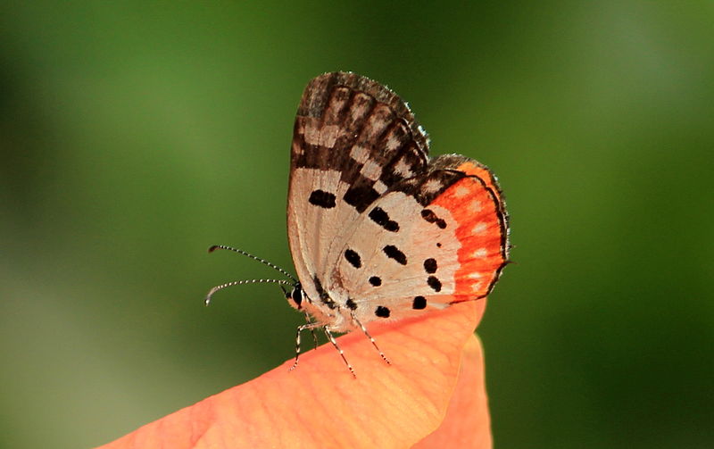 File:Bangalore Butterfly Park IMG 0209.JPG