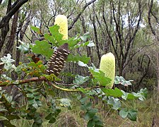 Banksia grandis