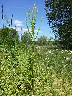 <i>Barbarea stricta</i> species of plant