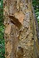 Bark - Terminalia arjuna - Indian Botanic Garden - Howrah 2013-03-31 5735.JPG