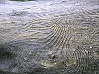 Bark beetle gallery engraving the sapwood