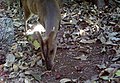 Barking Deer Feeding on Cullenia.jpg