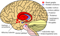 Basal ganglia (red) and related structures (blue) shown