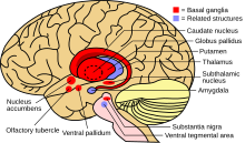 Basal ganglia (red) and related structures (blue) shown within the brain Basal ganglia and related structures (2).svg