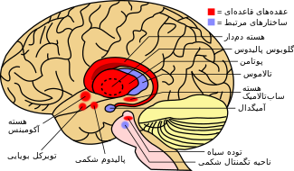 The basal ganglia at the brain's center with the thalamus next to it. Nearby related brain structures are also shown.