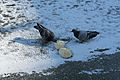 Français : Pigeons mangeant deux mottes de beurre sur le basson des Morts (canal Saint-Martin) pris dans la glace.