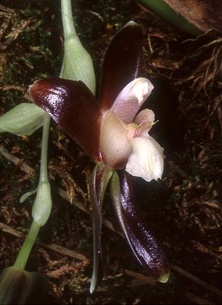 <i>Batemannia</i> Genus of orchids