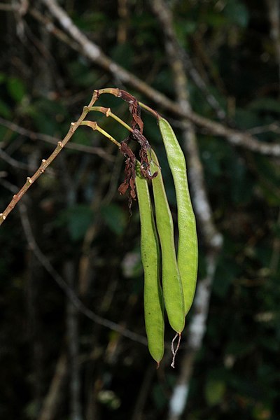 File:Bauhinia multinervia (Fabaceae) (33908972081).jpg