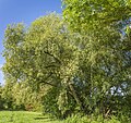 * Nomeamento Tree at "Düttingsfeld municipal ponds" protected landscape element --Plozessor 04:05, 3 June 2024 (UTC) * Promoción  Support Good quality. --Jakubhal 04:19, 3 June 2024 (UTC)