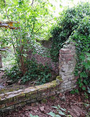 Wall remains of a ruined house, reconquered by the plant kingdom