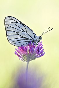 Un Gazé sur une inflorescence de Trèfle violet. (définition réelle 5 483 × 8 211)